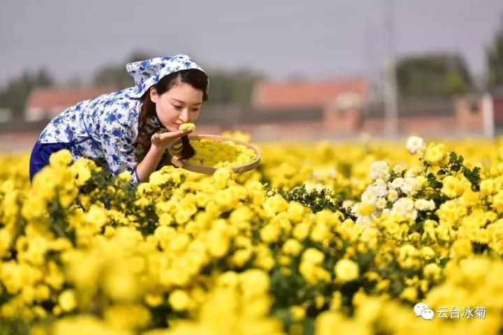 云臺(tái)冰菊基地發(fā)生了什么？一批批領(lǐng)導(dǎo)專家團(tuán)隊(duì)前來！