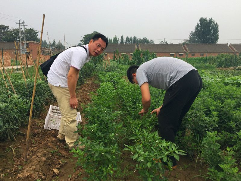 好利來郭總喊您來摘菜啦！綠色無公害，放心！